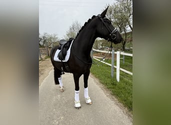 Westfaliano, Yegua, 4 años, 164 cm, Negro