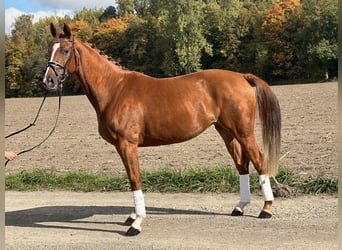 Westfaliano, Yegua, 4 años, 165 cm, Alazán