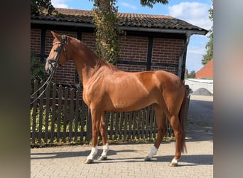 Westfaliano, Yegua, 4 años, 165 cm, Alazán