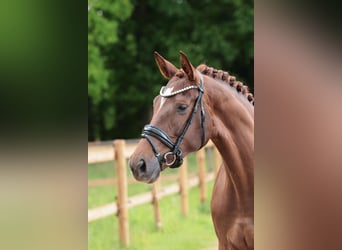 Westfaliano, Yegua, 4 años, 165 cm, Alazán-tostado