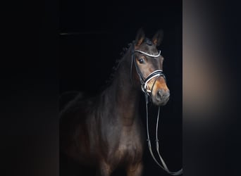 Westfaliano, Yegua, 4 años, 165 cm, Castaño oscuro