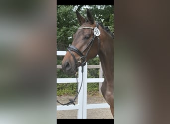 Westfaliano, Yegua, 4 años, 165 cm, Castaño oscuro