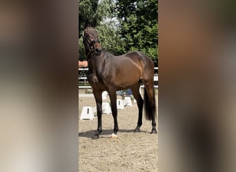 Westfaliano, Yegua, 4 años, 165 cm, Castaño oscuro