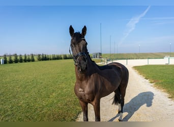 Westfaliano, Yegua, 4 años, 165 cm, Castaño oscuro