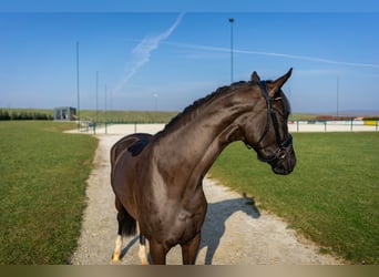 Westfaliano, Yegua, 4 años, 165 cm, Castaño oscuro