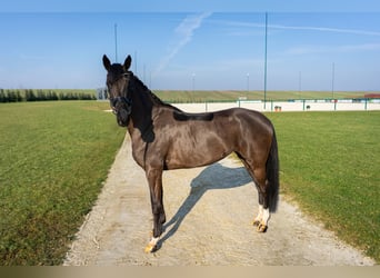 Westfaliano, Yegua, 4 años, 165 cm, Castaño oscuro