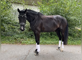 Westfaliano, Yegua, 4 años, 165 cm, Negro