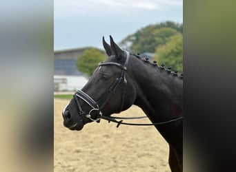 Westfaliano, Yegua, 4 años, 165 cm, Negro