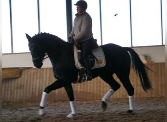 Westfaliano, Yegua, 4 años, 165 cm, Negro