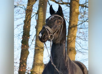 Westfaliano, Yegua, 4 años, 165 cm, Negro