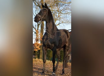 Westfaliano, Yegua, 4 años, 165 cm, Negro