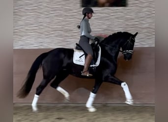 Westfaliano, Yegua, 4 años, 165 cm, Negro