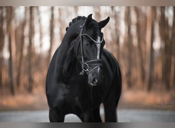 Westfaliano, Yegua, 4 años, 165 cm, Negro