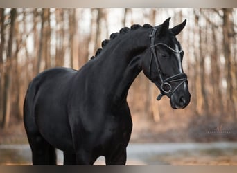 Westfaliano, Yegua, 4 años, 165 cm, Negro