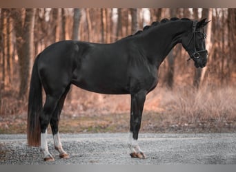 Westfaliano, Yegua, 4 años, 165 cm, Negro