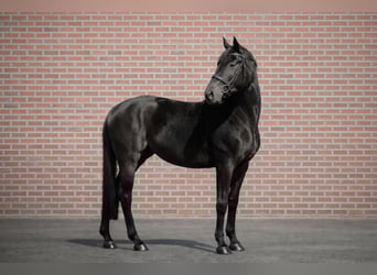 Westfaliano, Yegua, 4 años, 165 cm, Negro