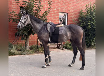 Westfaliano, Yegua, 4 años, 165 cm, Tordo rodado