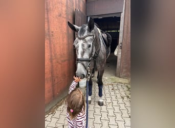 Westfaliano, Yegua, 4 años, 165 cm, Tordo rodado