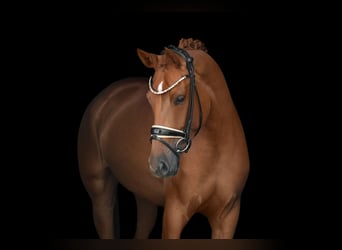 Westfaliano, Yegua, 4 años, 166 cm, Alazán