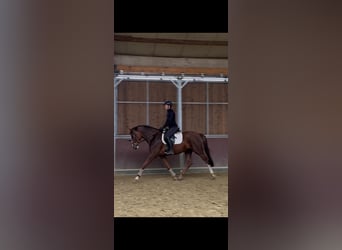 Westfaliano, Yegua, 4 años, 166 cm, Alazán-tostado
