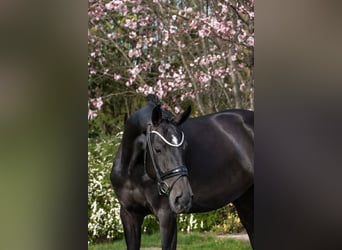 Westfaliano, Yegua, 4 años, 166 cm, Castaño