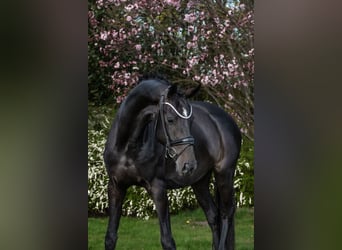 Westfaliano, Yegua, 4 años, 166 cm, Castaño