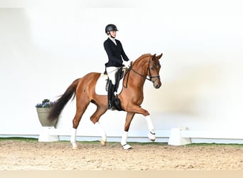 Westfaliano, Yegua, 4 años, 166 cm, Castaño