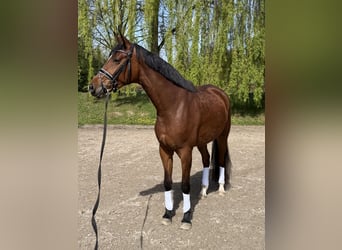 Westfaliano, Yegua, 4 años, 166 cm, Castaño