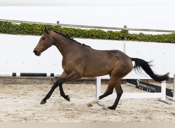 Westfaliano, Yegua, 4 años, 166 cm, Castaño