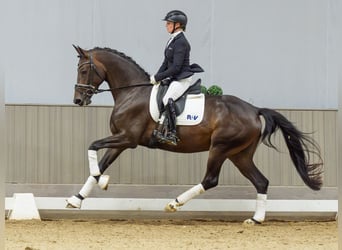 Westfaliano, Yegua, 4 años, 166 cm, Castaño oscuro
