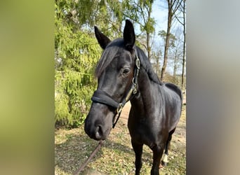 Westfaliano, Yegua, 4 años, 166 cm, Negro