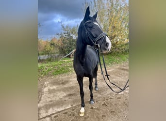 Westfaliano, Yegua, 4 años, 166 cm, Negro