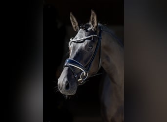 Westfaliano, Yegua, 4 años, 166 cm, Negro
