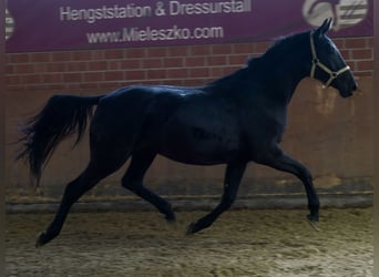 Westfaliano, Yegua, 4 años, 166 cm, Negro