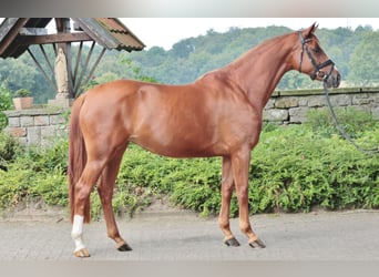 Westfaliano, Yegua, 4 años, 167 cm, Alazán