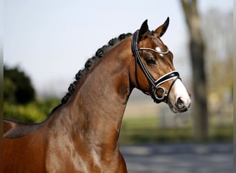 Westfaliano, Yegua, 4 años, 167 cm, Castaño