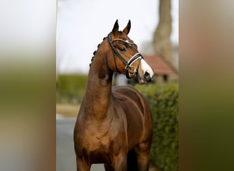 Westfaliano, Yegua, 4 años, 167 cm, Castaño