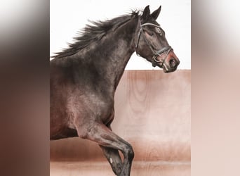 Westfaliano, Yegua, 4 años, 167 cm, Castaño oscuro