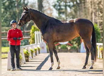 Westfaliano, Yegua, 4 años, 167 cm, Castaño oscuro