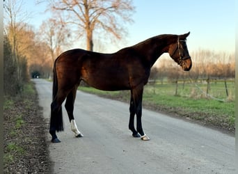 Westfaliano, Yegua, 4 años, 167 cm, Castaño oscuro