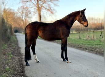 Westfaliano, Yegua, 4 años, 167 cm, Castaño oscuro