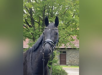 Westfaliano, Yegua, 4 años, 167 cm, Morcillo