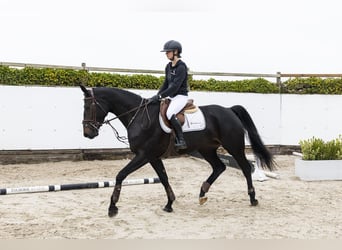 Westfaliano, Yegua, 4 años, 167 cm, Morcillo