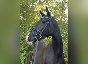 Westfaliano, Yegua, 4 años, 167 cm, Negro