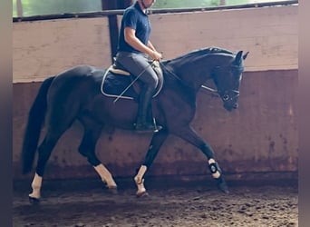 Westfaliano, Yegua, 4 años, 167 cm, Negro