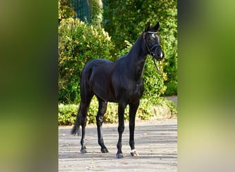 Westfaliano, Yegua, 4 años, 167 cm, Negro