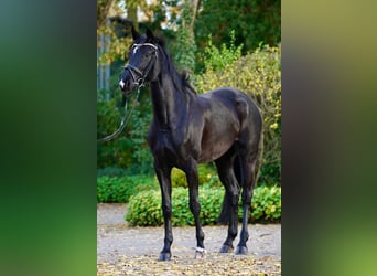 Westfaliano, Yegua, 4 años, 167 cm, Negro
