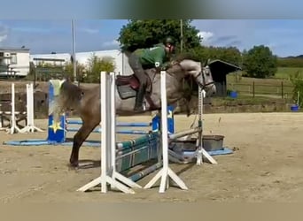 Westfaliano, Yegua, 4 años, 167 cm, Tordo