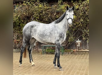 Westfaliano, Yegua, 4 años, 167 cm, Tordo