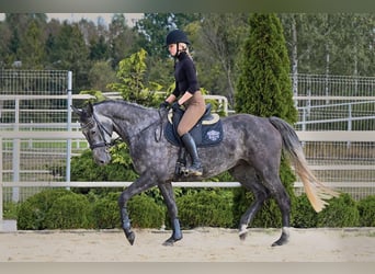 Westfaliano, Yegua, 4 años, 167 cm, Tordo rodado